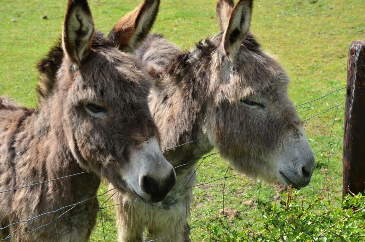 B&B De Kloosterhoek Dedemsvaart Dış mekan fotoğraf